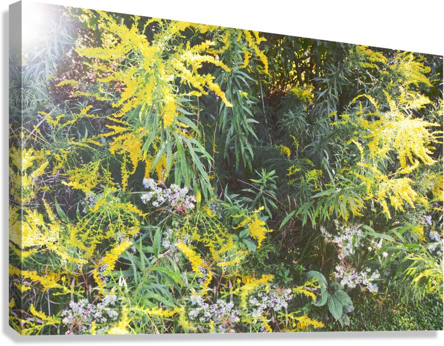 Goldenrod Version 3 OS Canvas Print