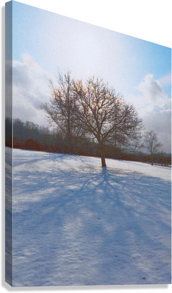 Walnut Tree Snow and Shadow OS Canvas Print