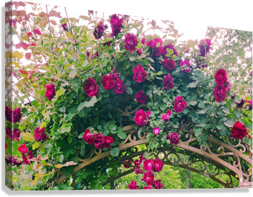 Summer Rose Arbor edit 4 Original size Canvas Print