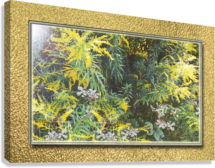 Goldenrod Vers 3  Canvas Print