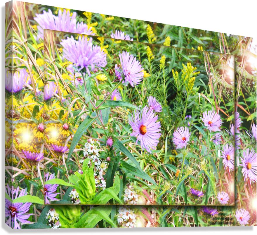Asters 2 FS  Canvas Print