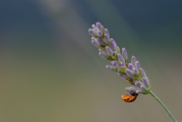 Ladybug nymph by Naturapix