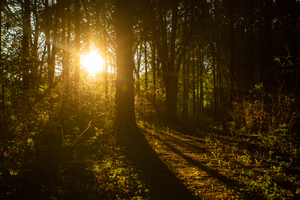 Nature Photography - Golden Path - Towne Park MO