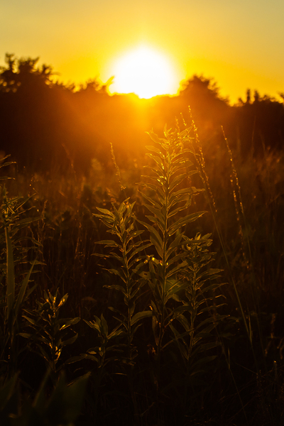 Nature Photography - A Crown - Indian Camp Creek Wentzville Print