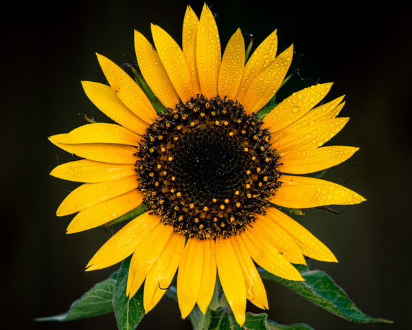 My First Sunflower Print