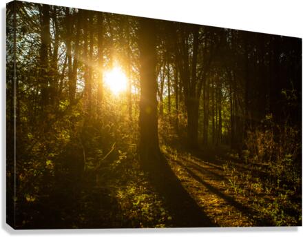 Nature Photography - Golden Path - Towne Park MO Canvas Print
