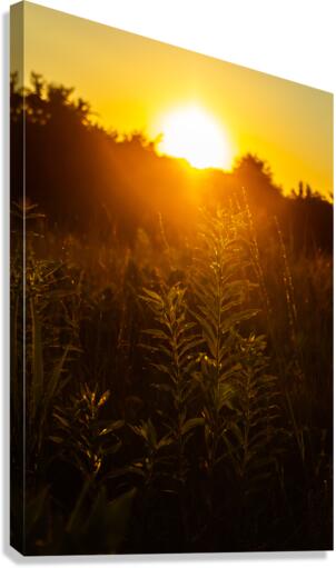 Nature Photography - A Crown - Indian Camp Creek Wentzville Canvas Print