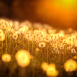 Artwork - Gods Paintbrush - St. Charles County