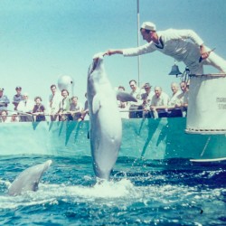 Found and Restored - Here Mammal Mammal  - Kodachrome