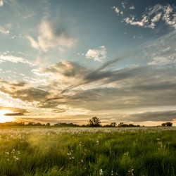 Nature Photography - Sunset Field - Busch Wildlife MO