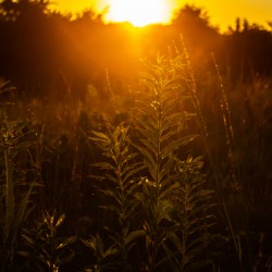 Nature Photography - A Crown - Indian Camp Creek Wentzville