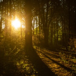 Nature Photography - Golden Path - Towne Park MO