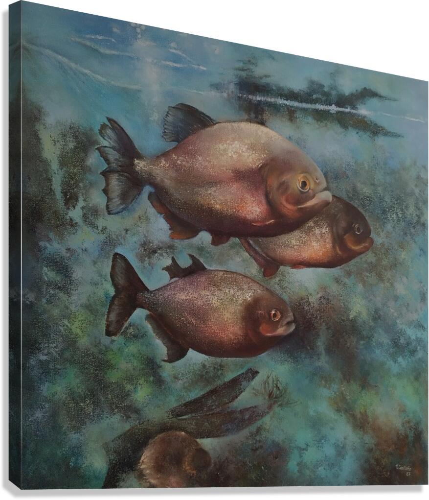  Piranas  Canvas Print