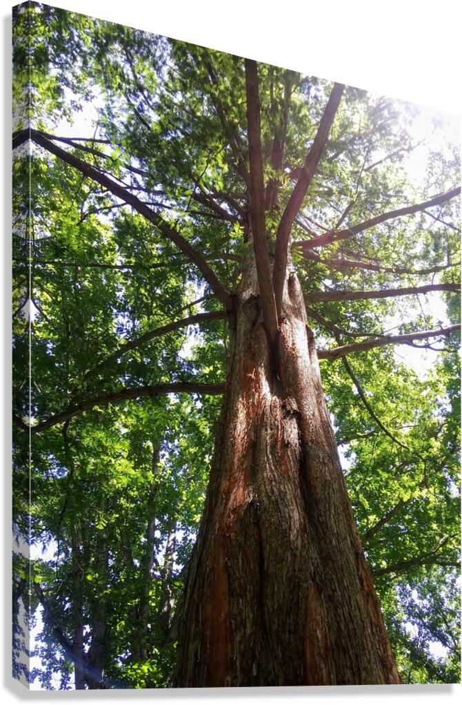 TALL TREE Canvas Print