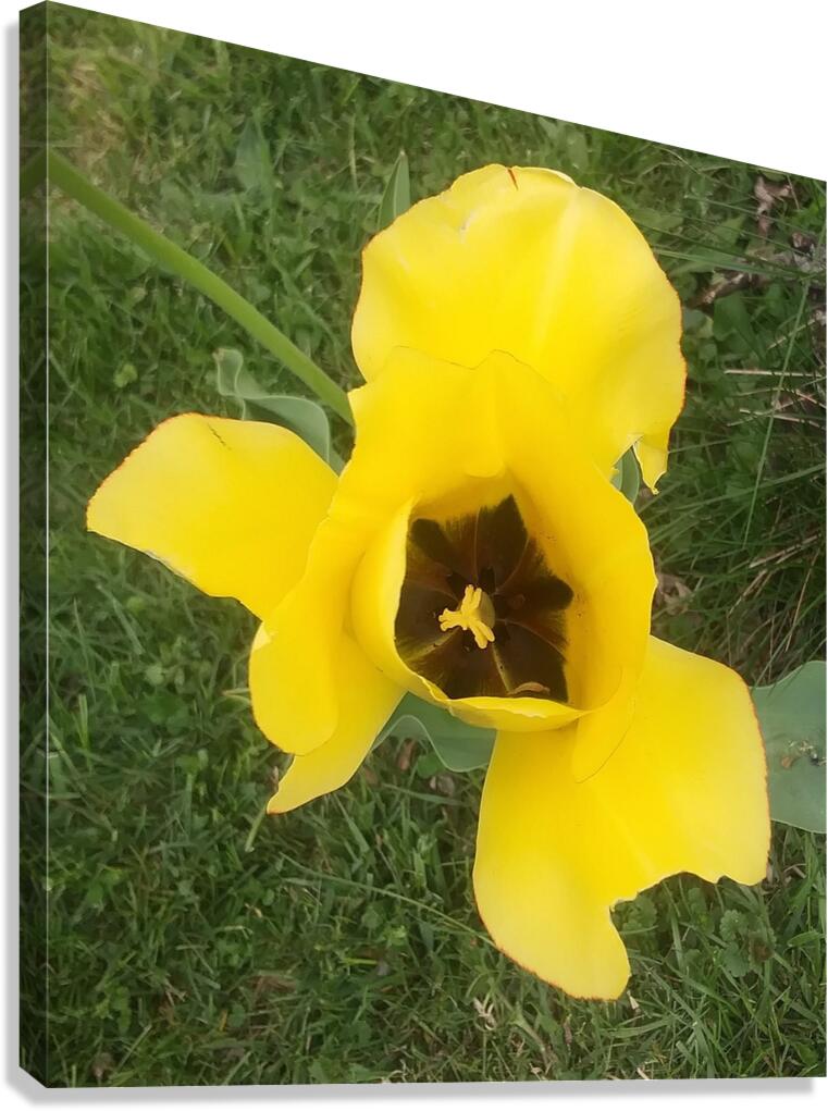 YELLOW FLOWER Canvas Print