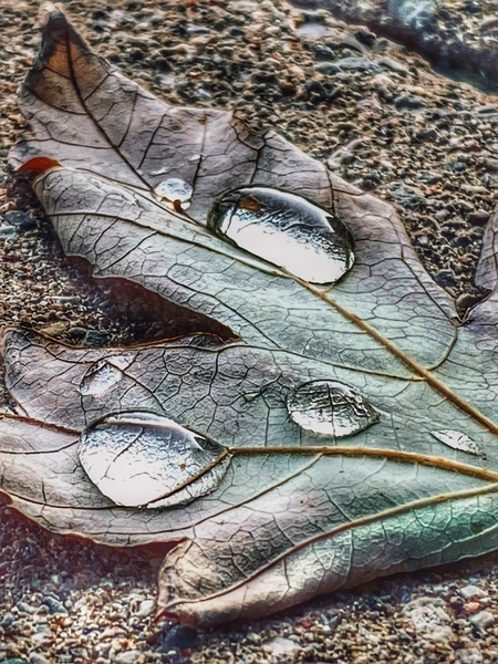 Early Rain Print