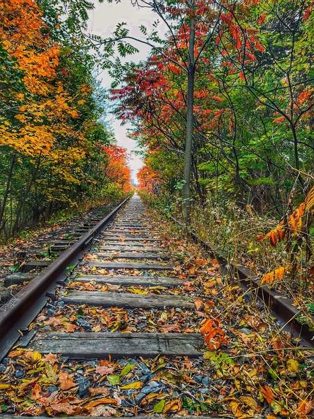 Fall Tracks Print