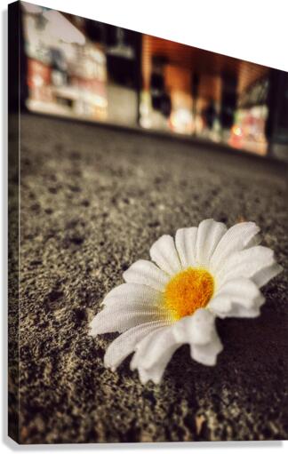Lost Flower Canvas Print