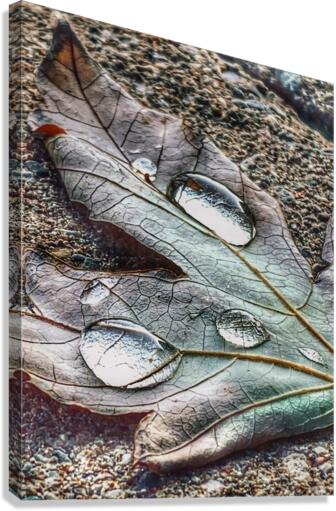 Early Rain Canvas Print