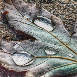 Early Rain