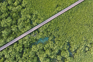 Mangrove Sea