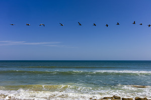 Follow the Leader