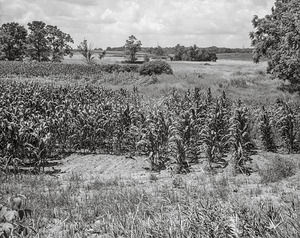 Corn