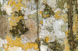 Texture Motif