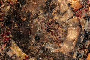 Petrified Wood I