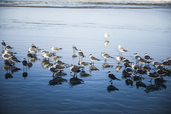Birds of a Feather II by Compass Studios