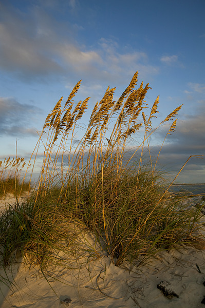 Sea Oats by Compass Studios