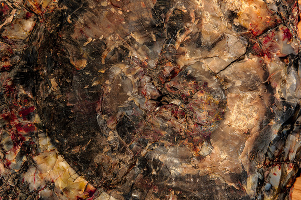 Petrified Wood I by Compass Studios