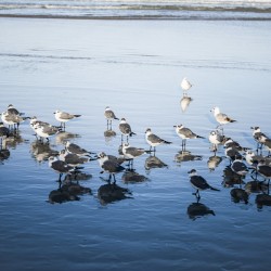 Birds of a Feather II