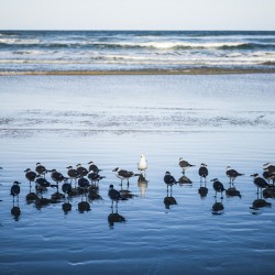 Birds of a Feather
