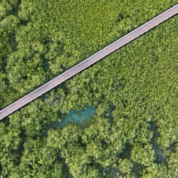Mangrove Sea