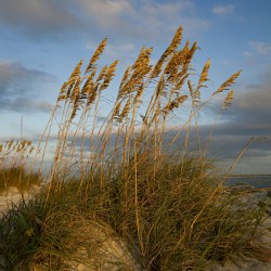 Sea Oats