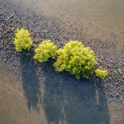Tranquility II