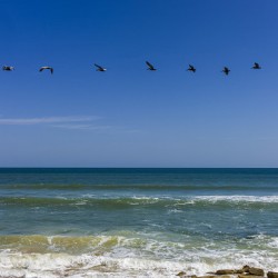 Follow the Leader