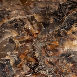 Pertified Wood II