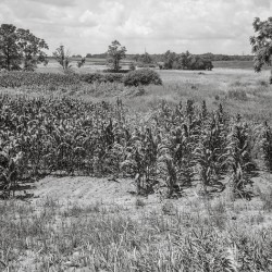 Corn