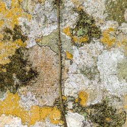 Texture Motif