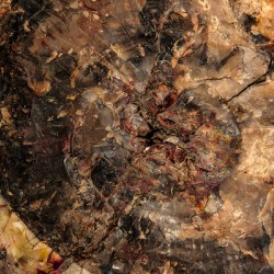 Petrified Wood I