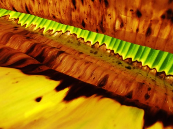 Leaf of Banana3 by Rizal Ghazali