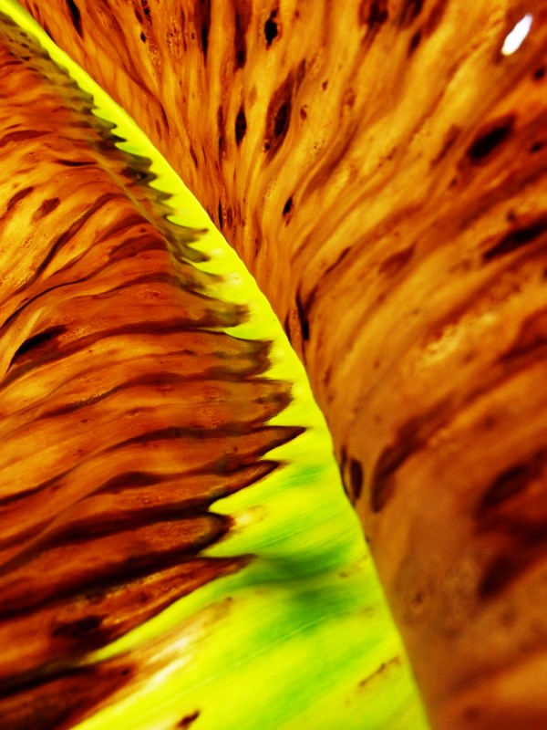 Leaf of Banana2 by Rizal Ghazali