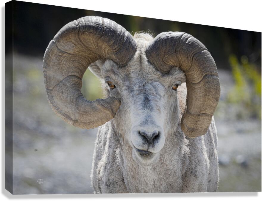 Unique Stone Sheep Canvas Print