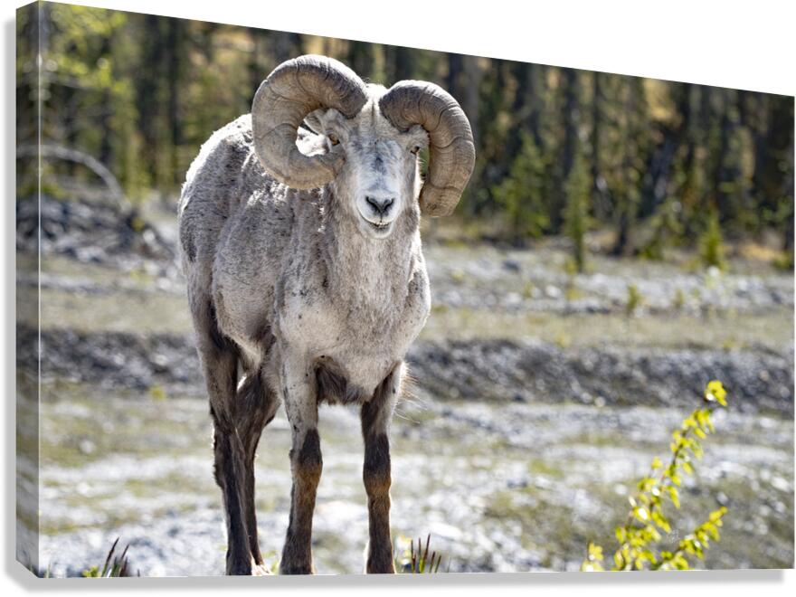 Unique Ram  Canvas Print