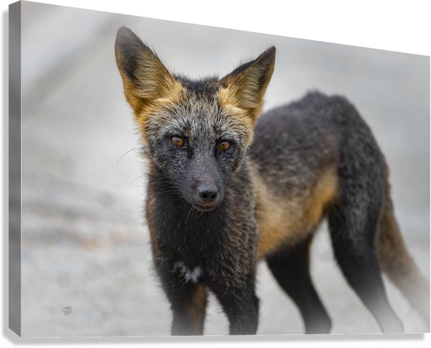 Cross Fox  Canvas Print