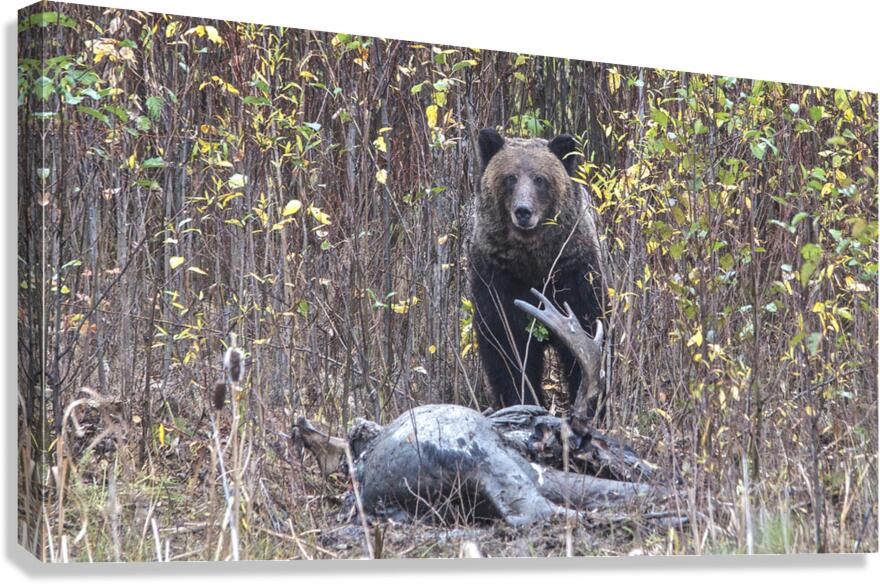 Grizzly kill Canvas Print