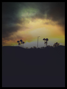 California Palms