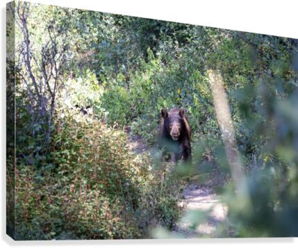 Mama Bear Canvas Print